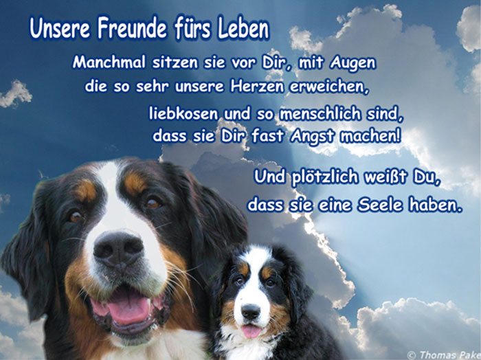 Sprüche/Zitate Bernersennen HundeBernersennen Hunde